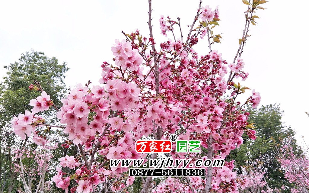 1559810458140330.jpg
