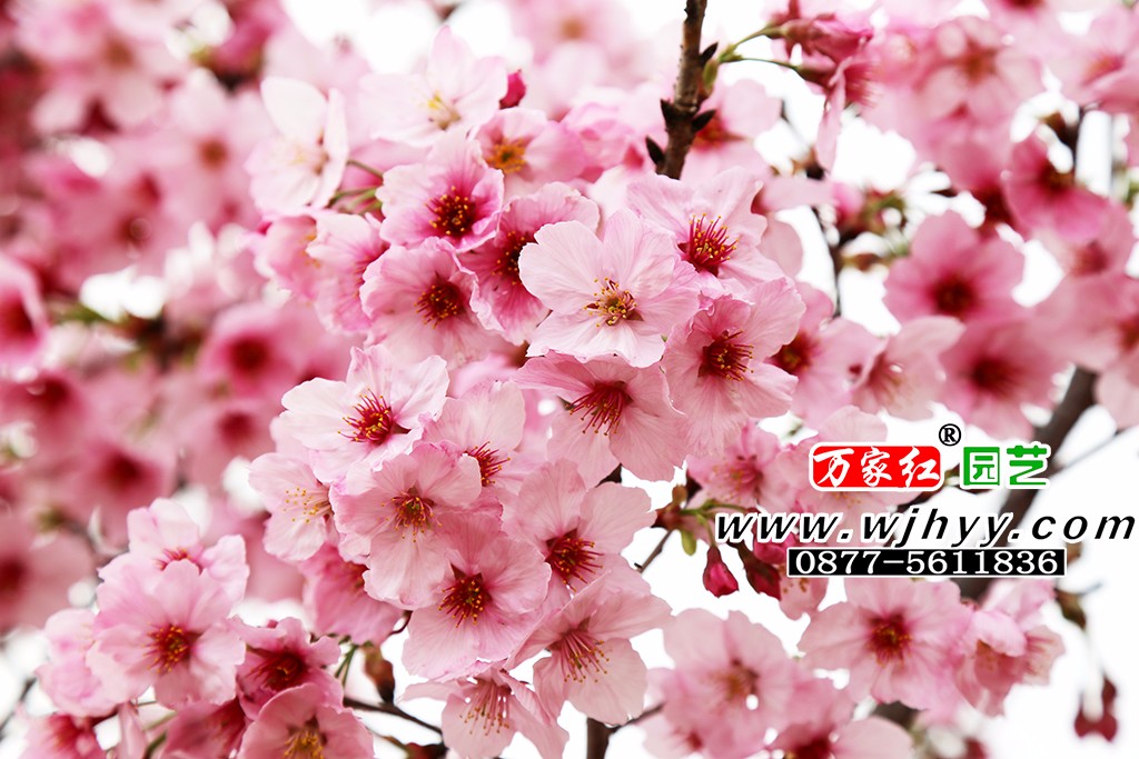 阳光樱花