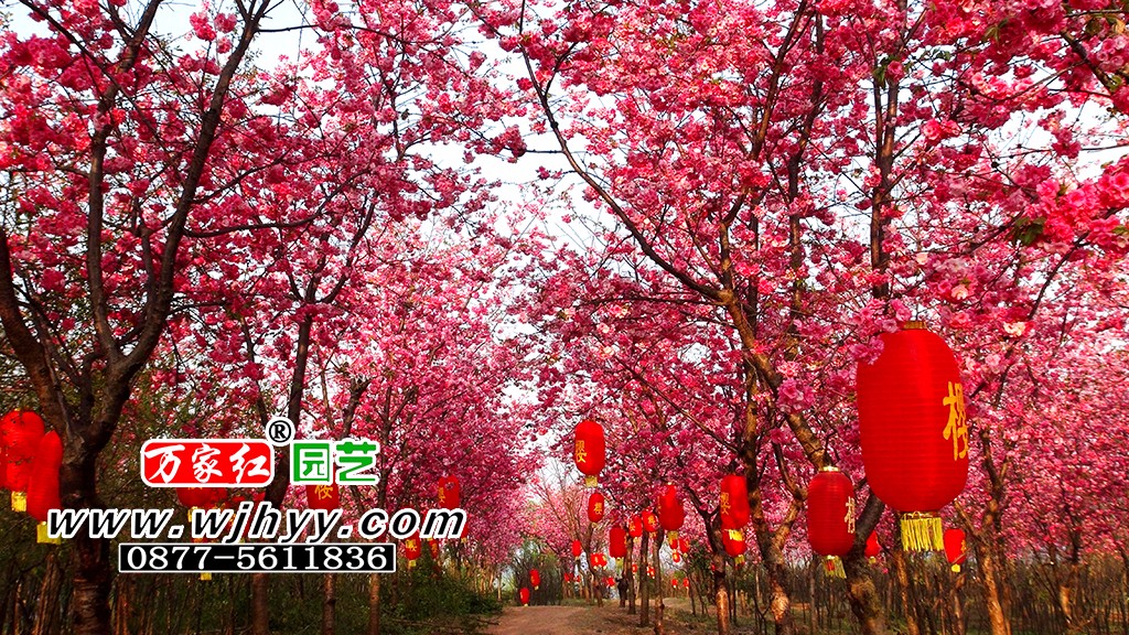 云南樱花