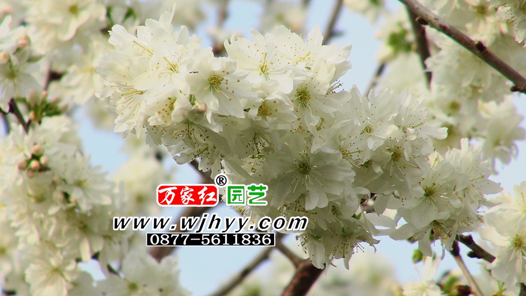 山樱花