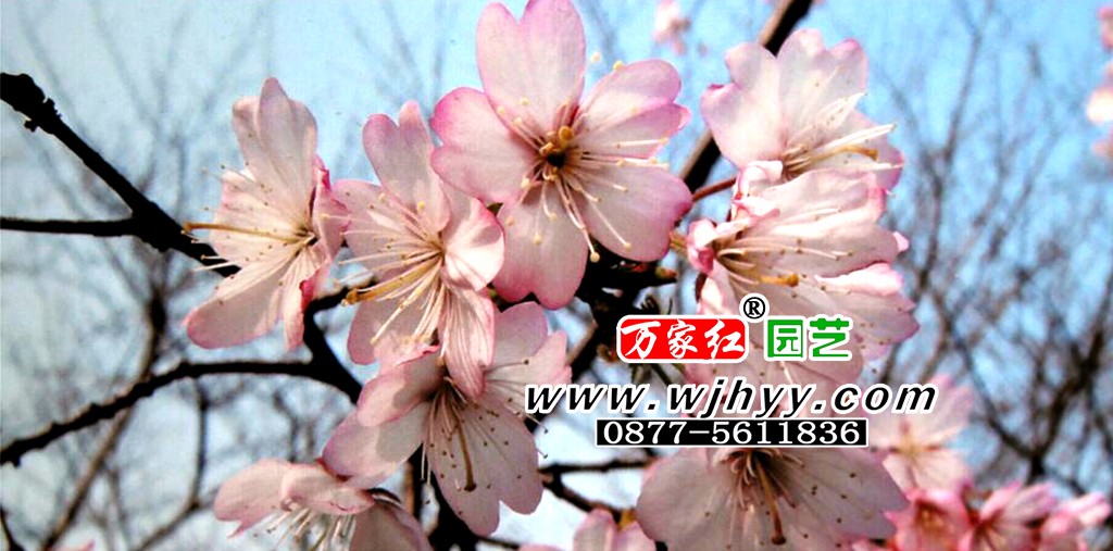 迎春樱
