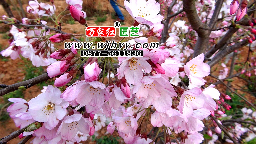 江户彼岸樱花