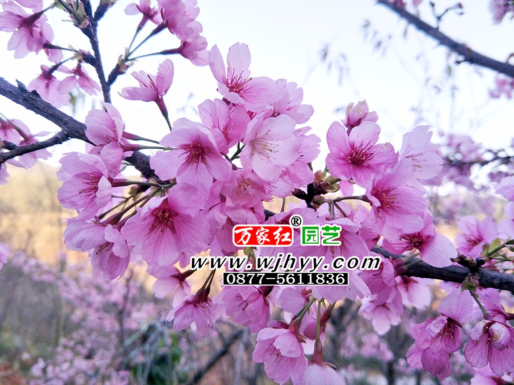 大渔樱