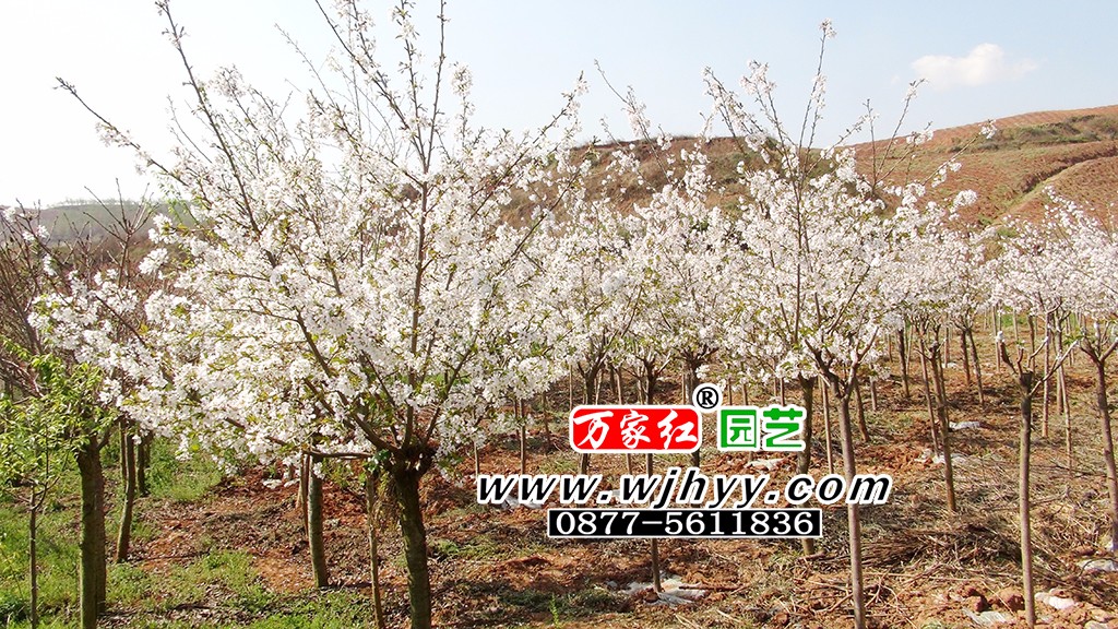 御帝吉野樱花