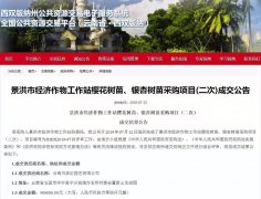 我公司中标景洪市政府樱花树苗采购项目