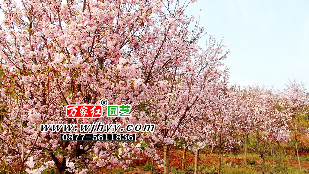 八重红大岛樱花