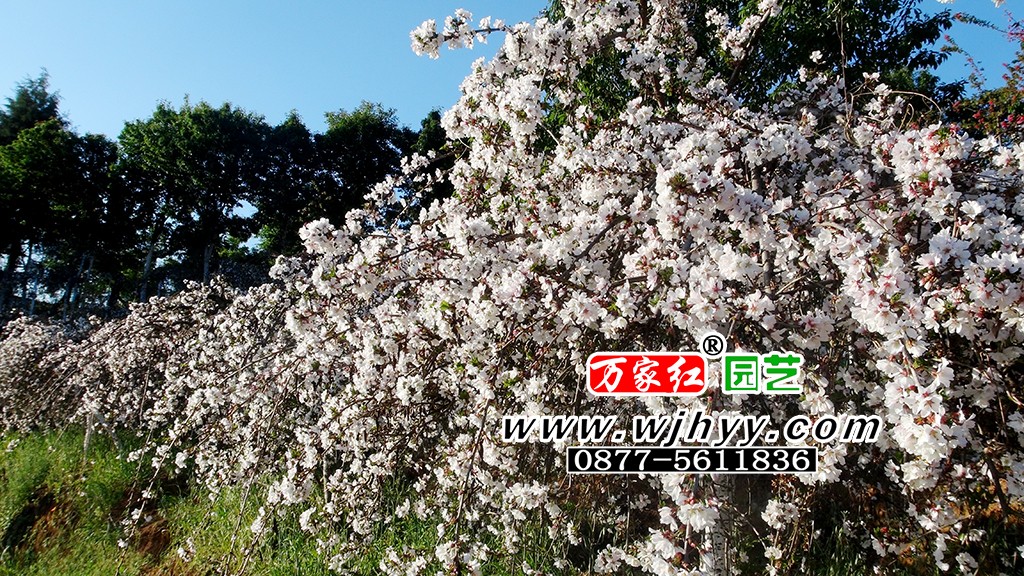 染井垂枝樱花