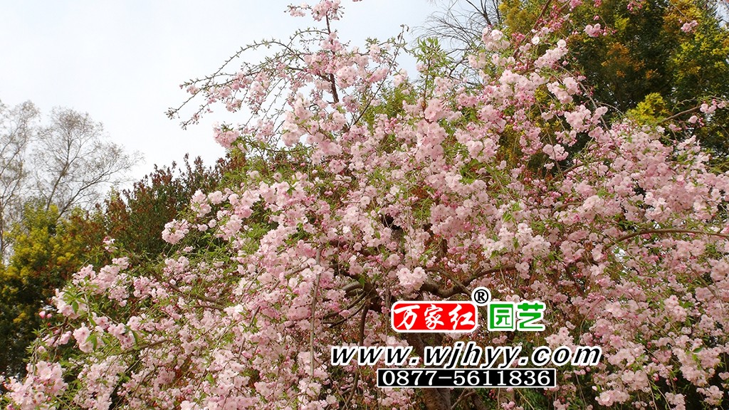 雨晴垂枝樱花