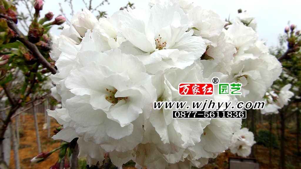 白妙樱花