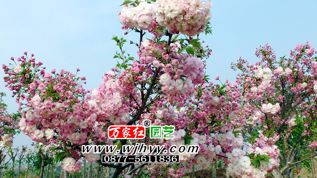 一叶樱花