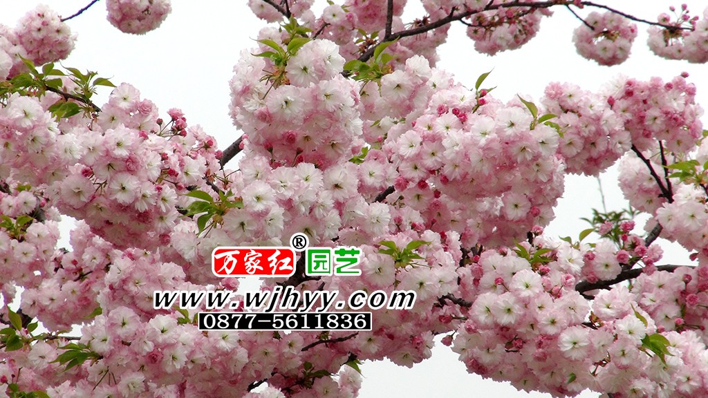松月樱花