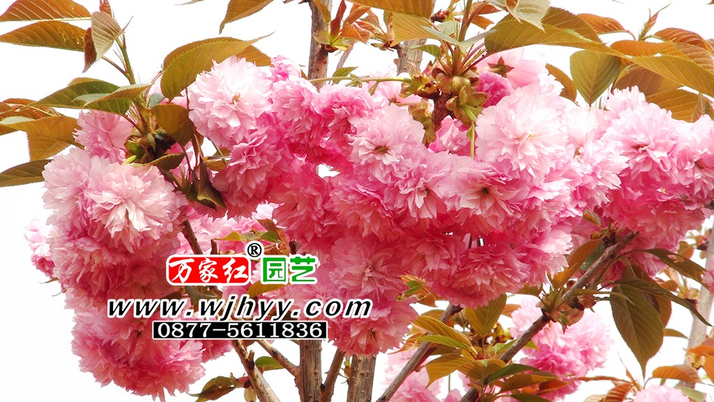 麒麟樱