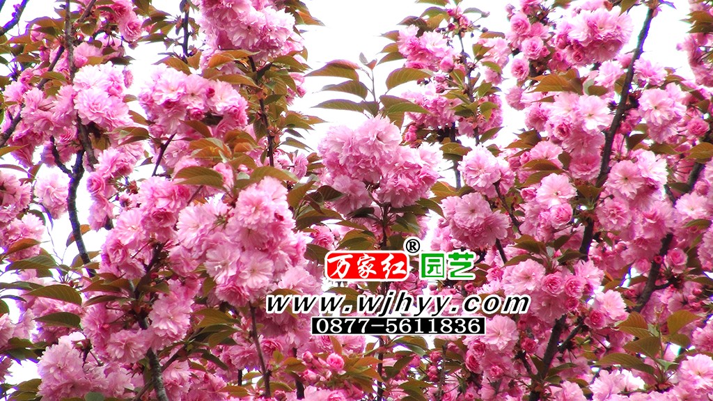 关山樱花