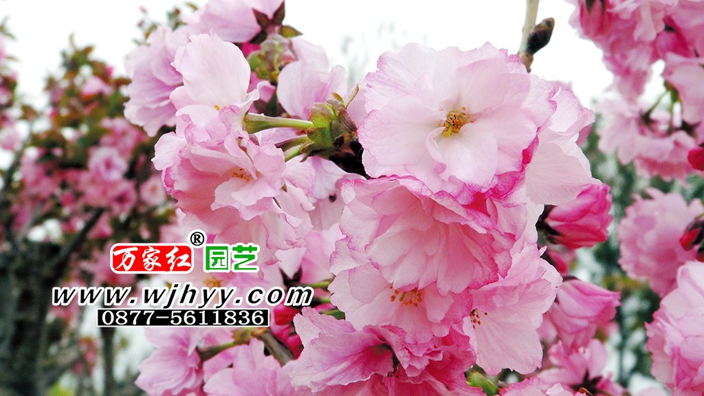 松前早咲樱花