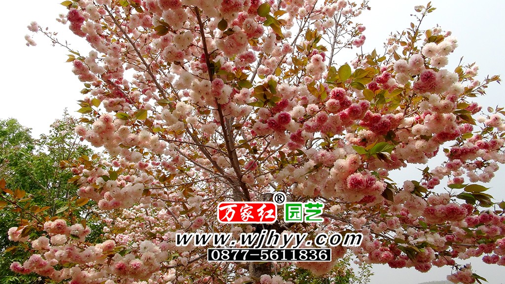 普贤象樱花