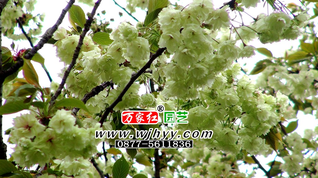 郁金樱花