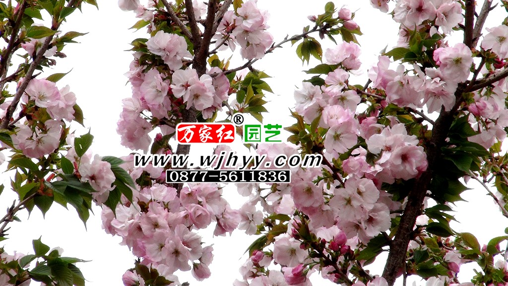 1563511029105544.jpg