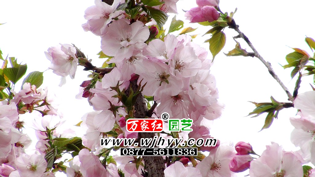 御车返樱花