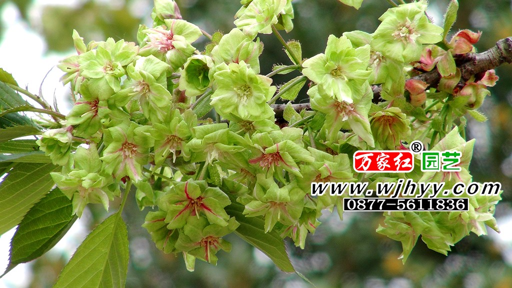 御衣黄樱花