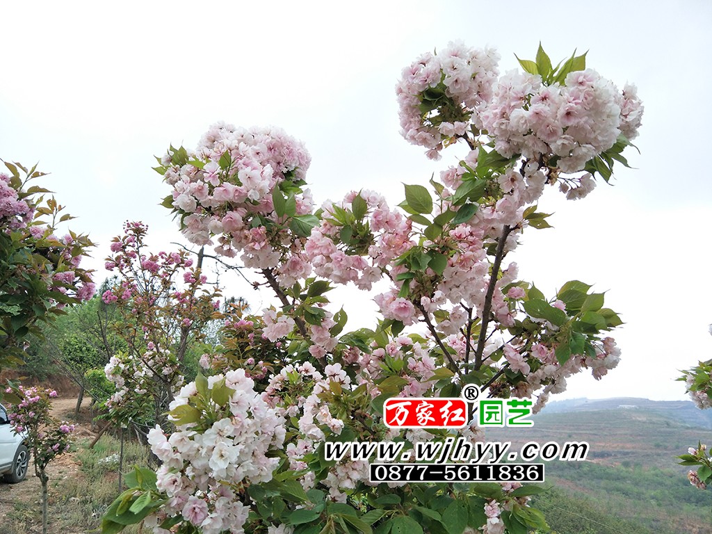 永源寺樱花