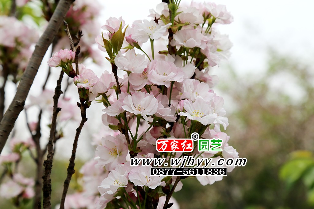 天之川樱花
