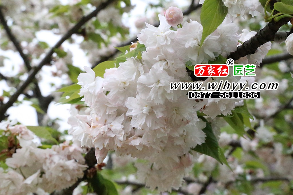 市原虎之尾樱花