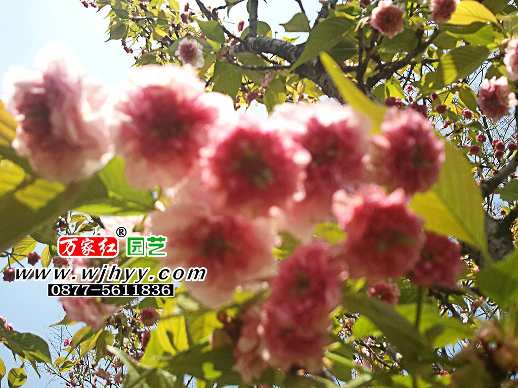 鸭樱