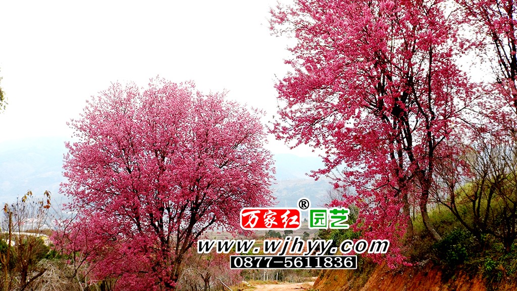 1566462364332678.jpg 1566462364332678.jpg