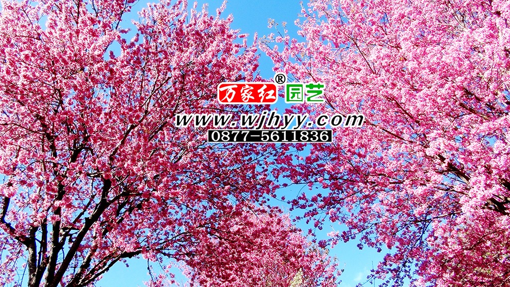 冬樱花在云南昆明城市中的应用