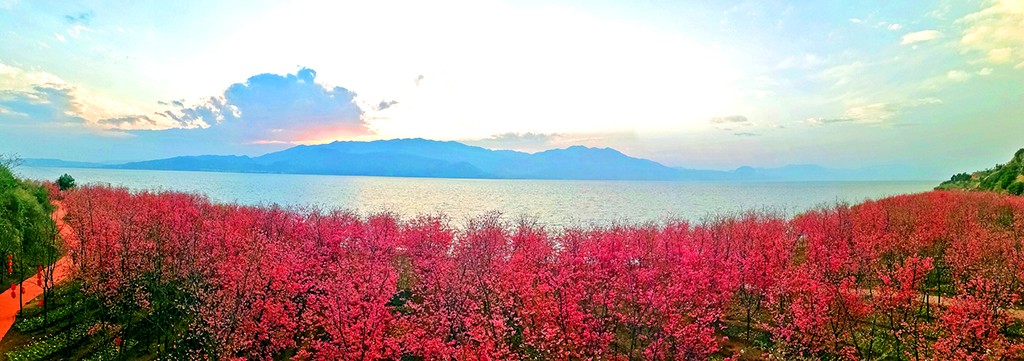 半山樱花半湖水（华宁宣传部：施锦泉摄18087790277）.jpg