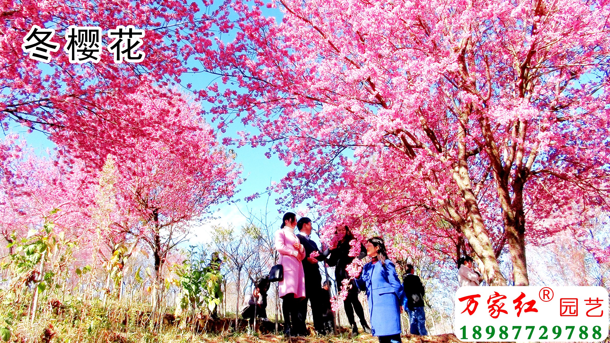 樱花苗,樱花苗木,樱花种苗,樱花树苗,垂枝樱花,樱花视频,樱花基地,樱花苗木供应商,冬樱花, 樱花苗,樱花苗木,樱花种苗,樱花树苗,垂枝樱花,樱花视频,樱花基地,樱花苗木供应商,冬樱花,