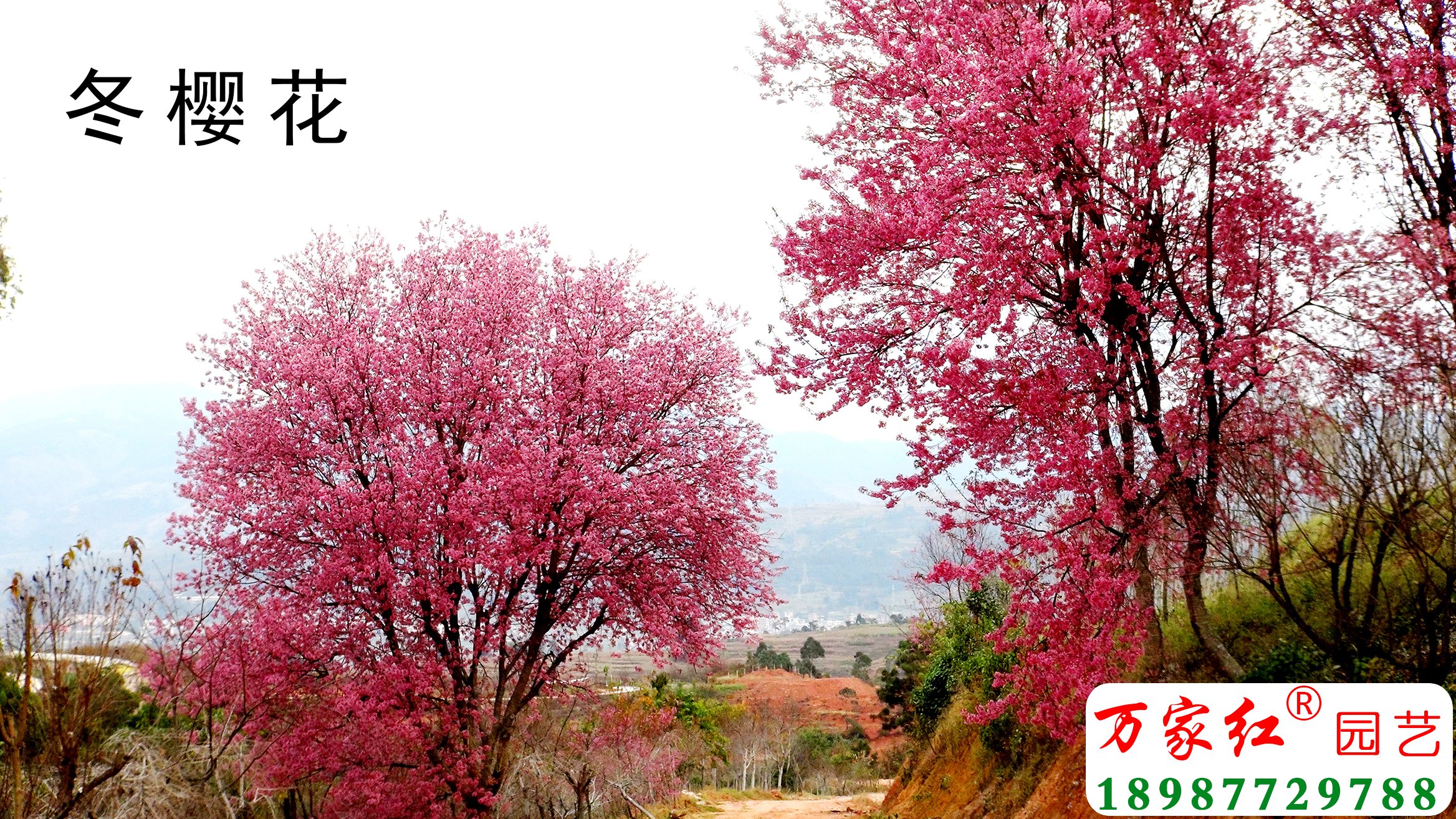 樱花苗,樱花苗木,樱花种苗,樱花树苗,垂枝樱花,樱花视频,樱花基地,樱花苗木供应商,冬樱花, 樱花苗,樱花苗木,樱花种苗,樱花树苗,垂枝樱花,樱花视频,樱花基地,樱花苗木供应商,冬樱花,