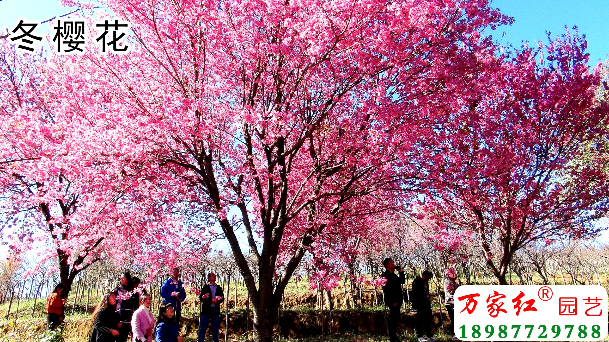樱花苗,樱花苗木,樱花种苗,樱花树苗,垂枝樱花,樱花视频,樱花基地,樱花苗木供应商,冬樱花, 樱花苗,樱花苗木,樱花种苗,樱花树苗,垂枝樱花,樱花视频,樱花基地,樱花苗木供应商,冬樱花,
