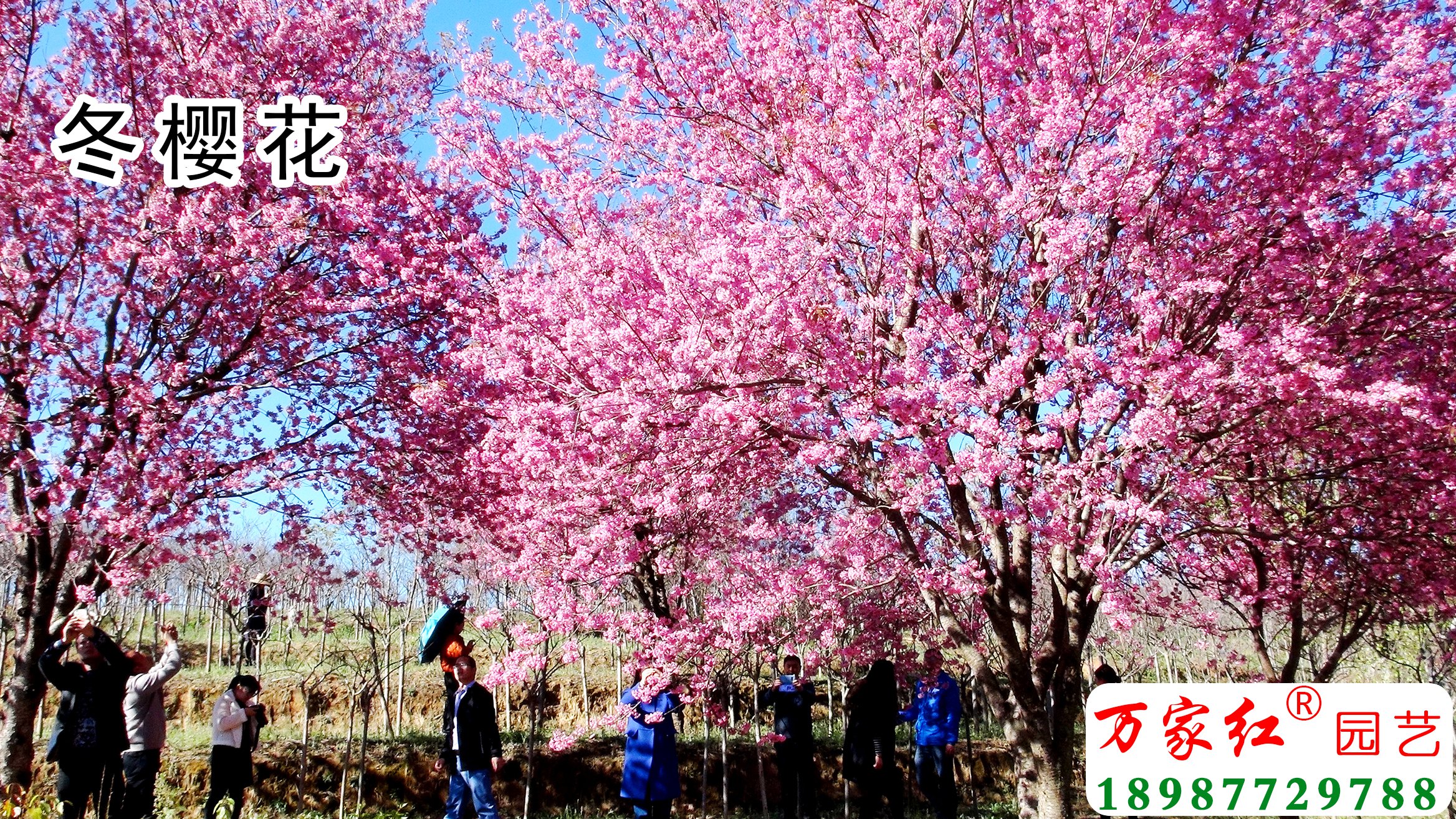 樱花苗,樱花苗木,樱花种苗,樱花树苗,垂枝樱花,樱花视频,樱花基地,樱花苗木供应商,冬樱花, 樱花苗,樱花苗木,樱花种苗,樱花树苗,垂枝樱花,樱花视频,樱花基地,樱花苗木供应商,冬樱花,