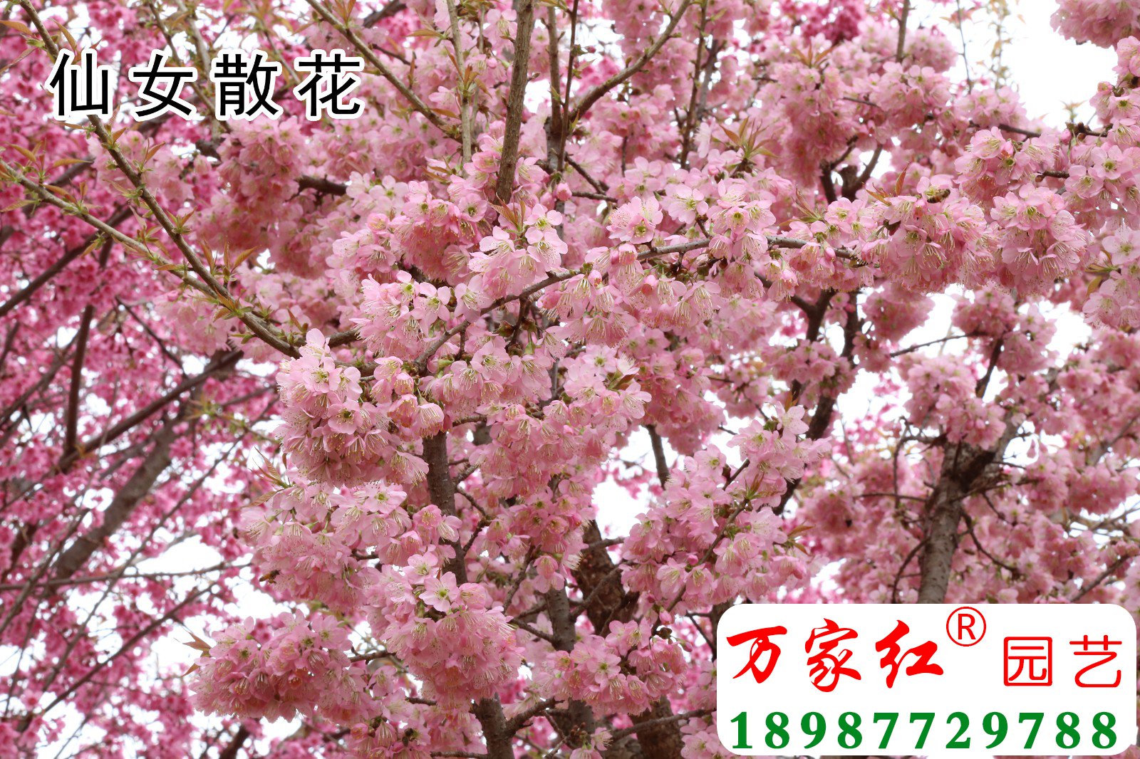 樱花苗,樱花苗木,樱花种苗,樱花树苗,垂枝樱花,樱花视频,樱花基地,樱花苗木供应商,仙女散花, 樱花苗,樱花苗木,樱花种苗,樱花树苗,垂枝樱花,樱花视频,樱花基地,樱花苗木供应商,仙女散花,