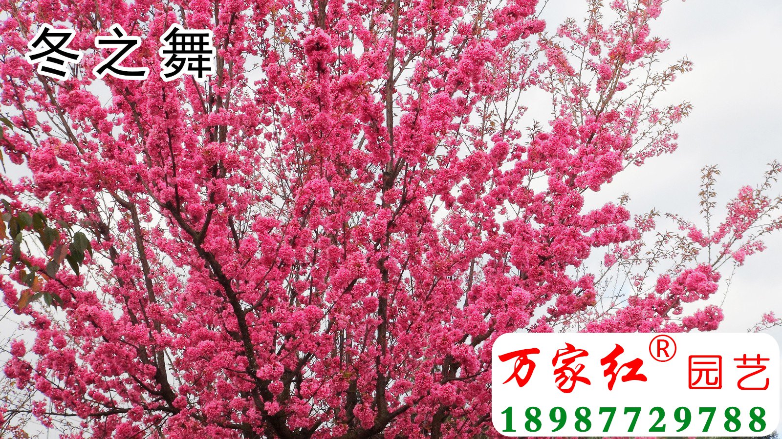冬之舞冬樱花（新品种）