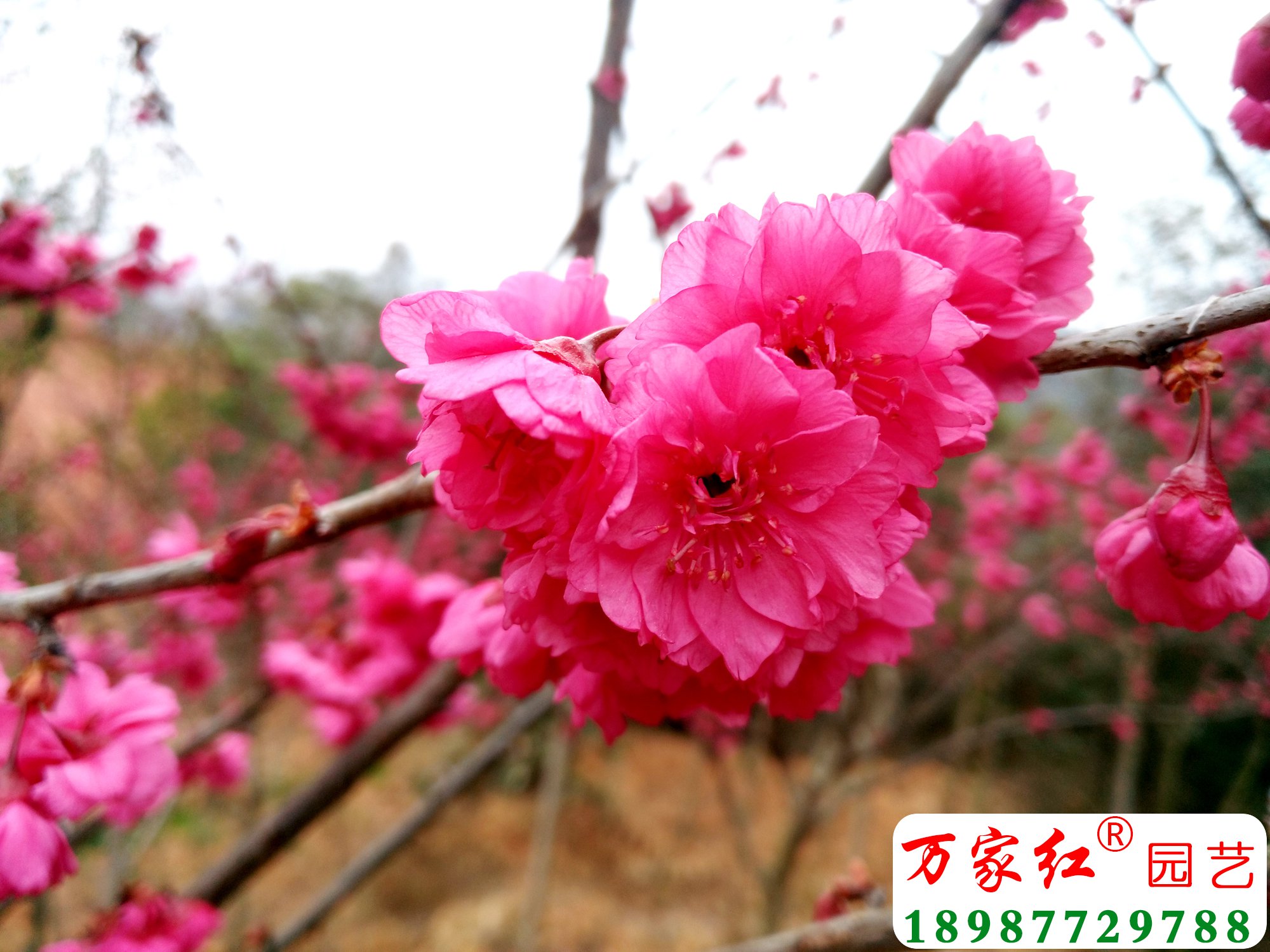 【中国红樱花摄影图片】生态摄影_蓝色妖姬_太平洋电脑网摄影部落