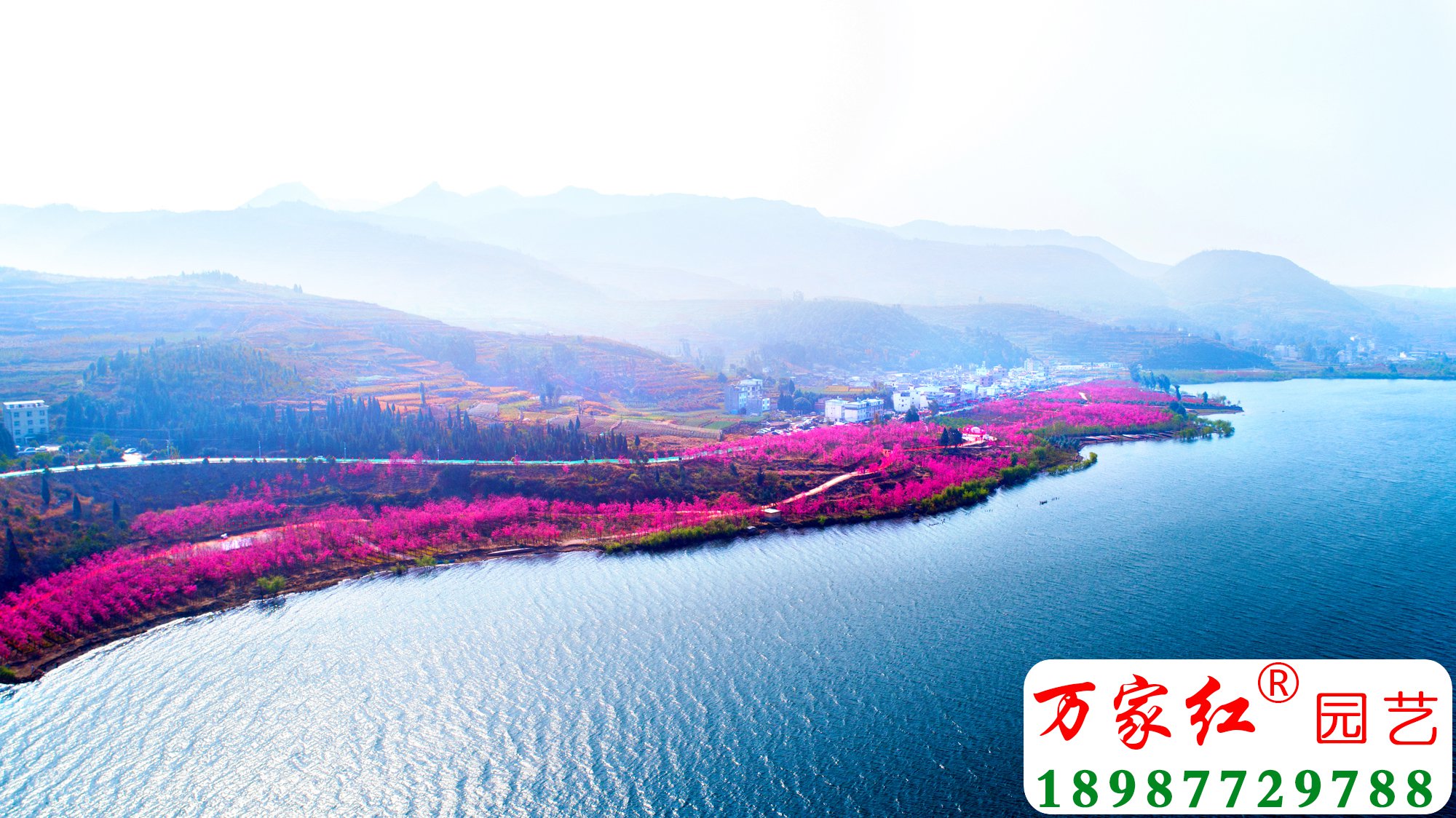 世家樱花园航拍 副本.jpg