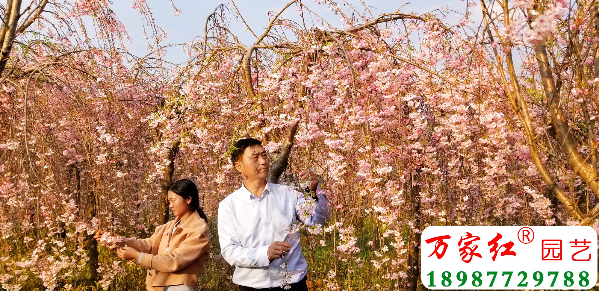 雨晴垂枝樱花