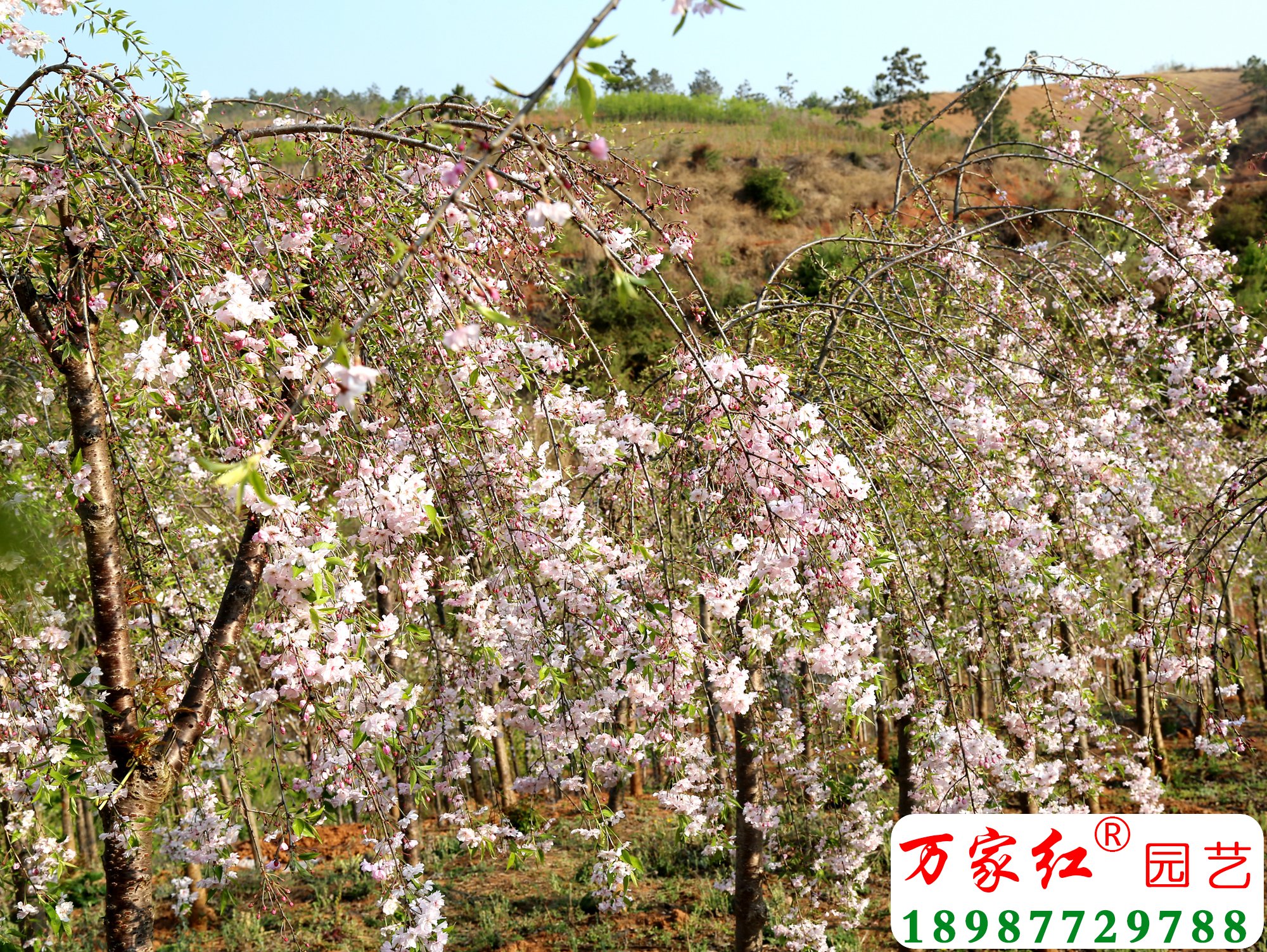 八重红枝垂樱花