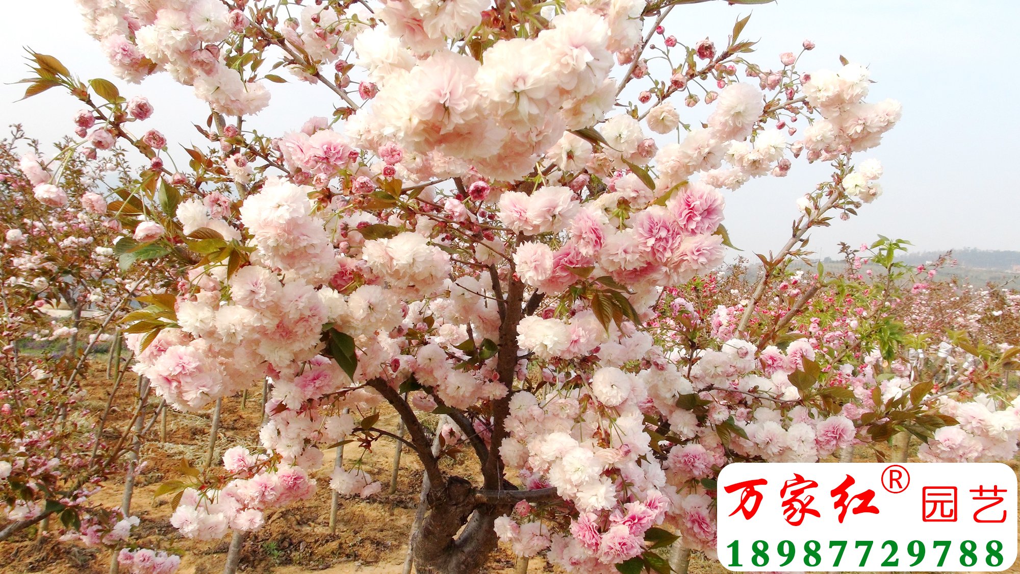 普贤象樱花