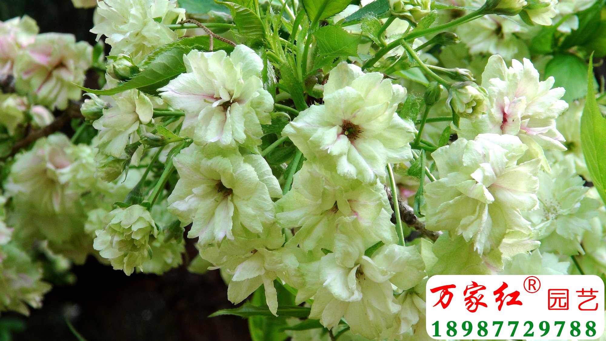 郁金樱花