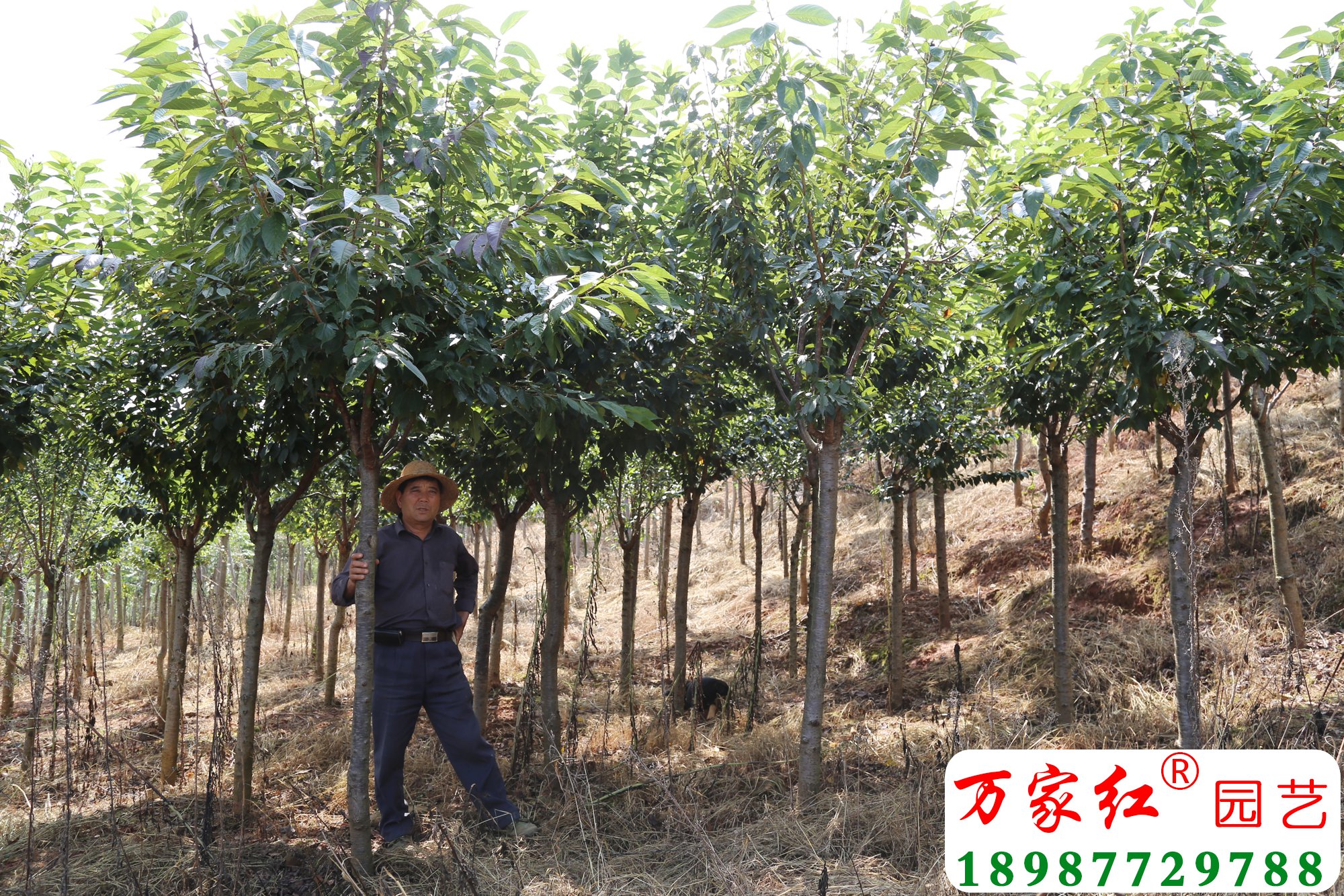 飞寒樱 (4) 副本.jpg