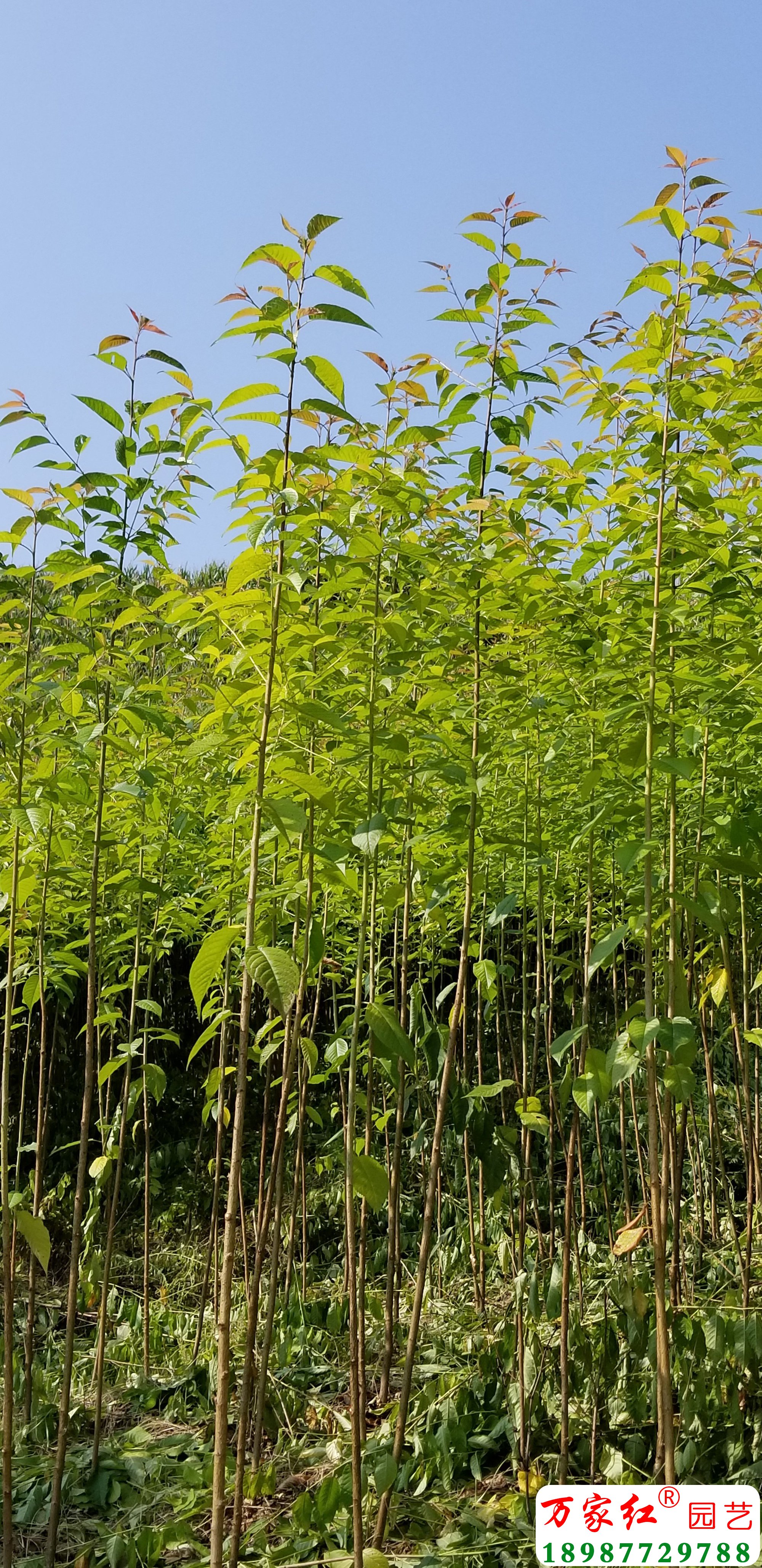 1公分冬樱花小苗.jpg