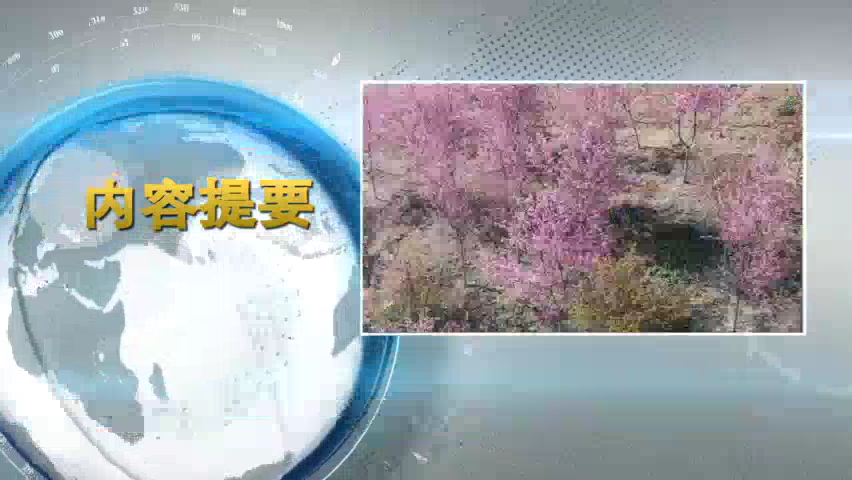 华宁县电视台报道我公司樱花基地樱花竞相开放，美景如画！