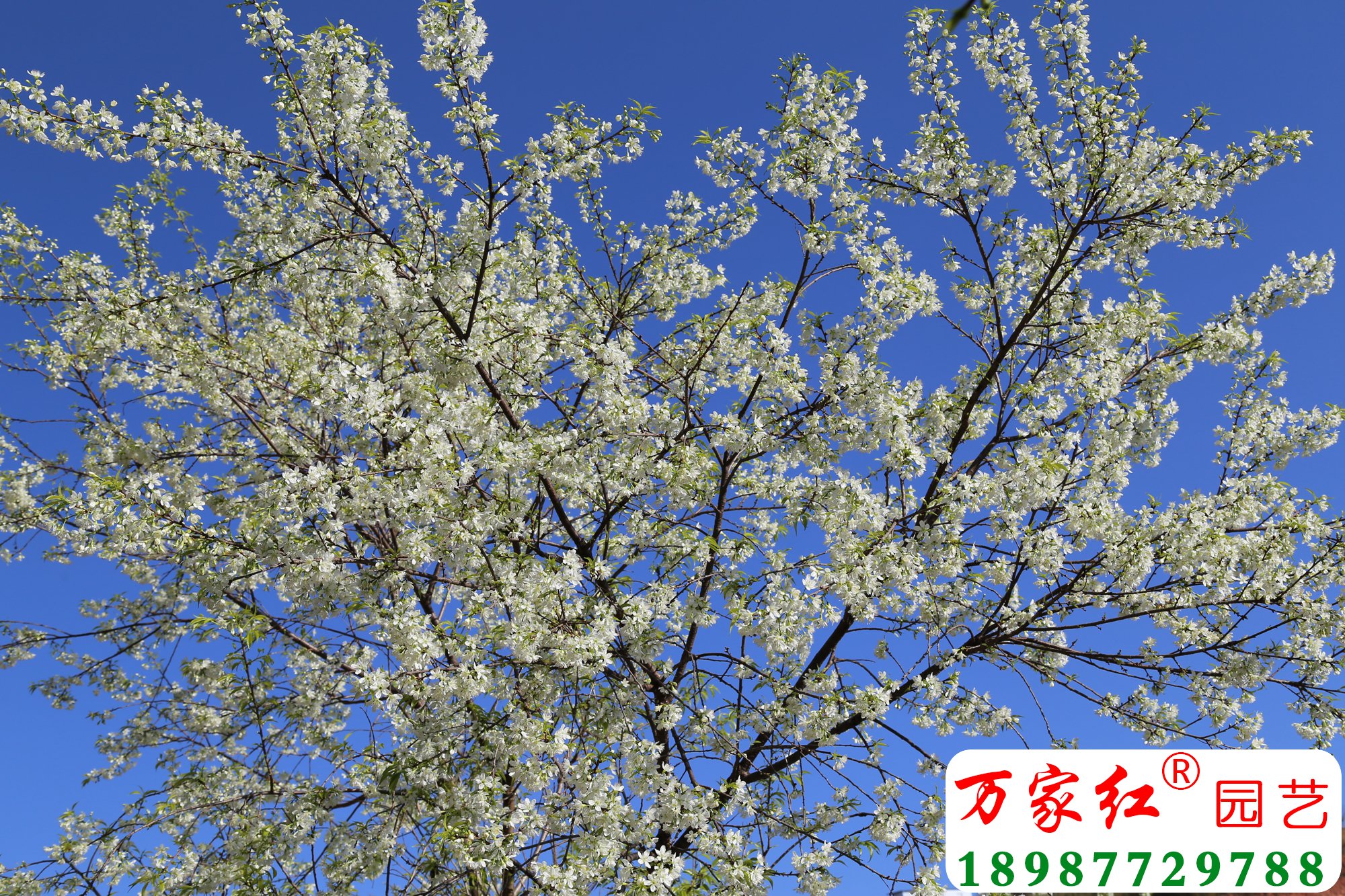 翡翠冬樱花开花近照.jpg