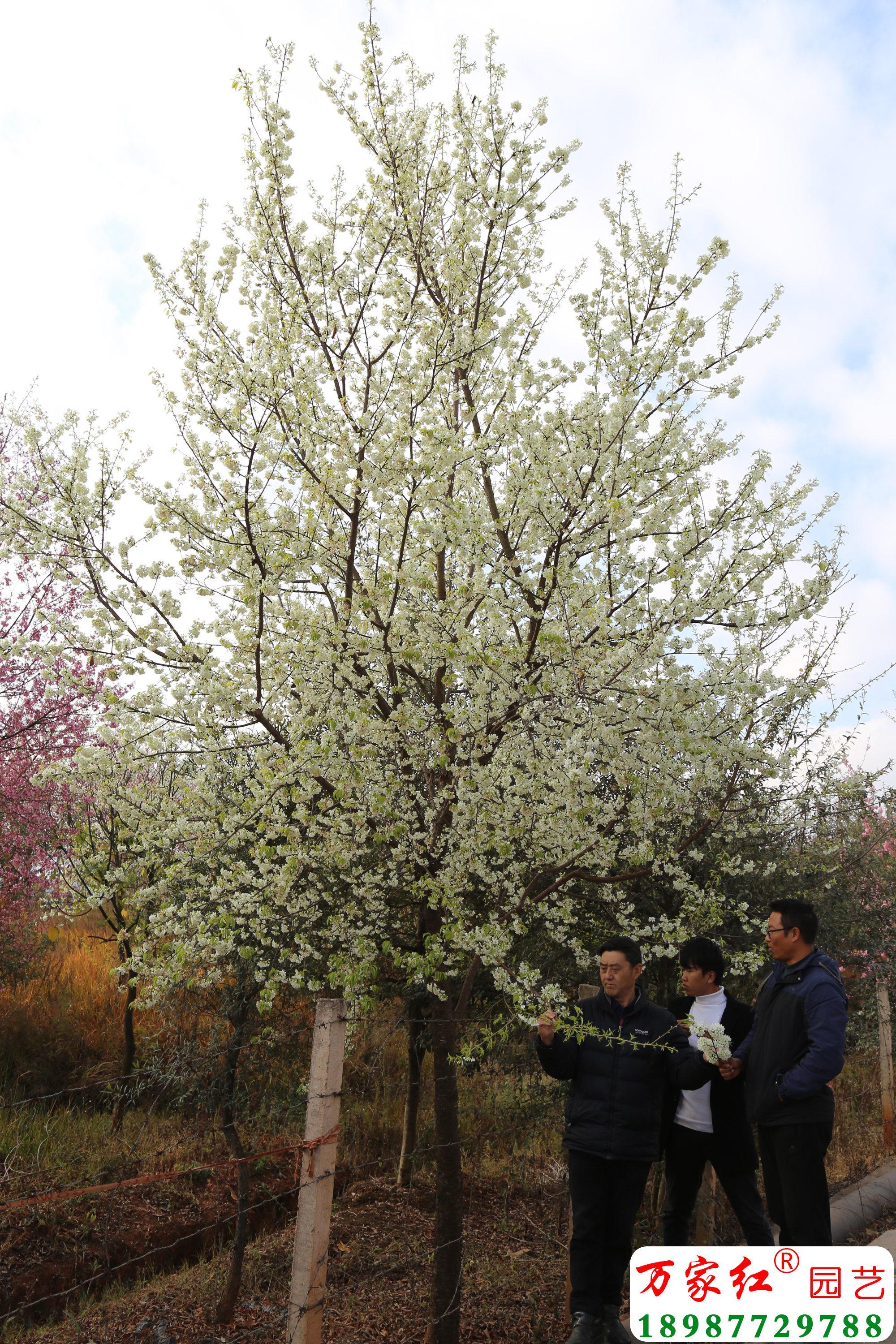 10公分翡翠冬樱花开花照片.jpg