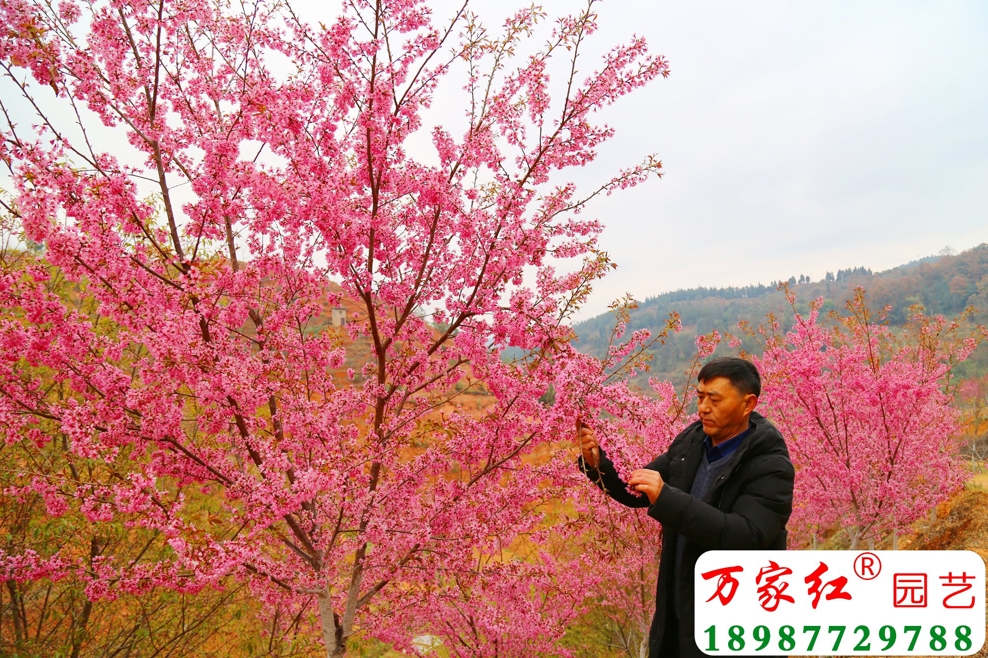 1614415268311808.jpg 4-8公分冬樱花开花效果.jpg