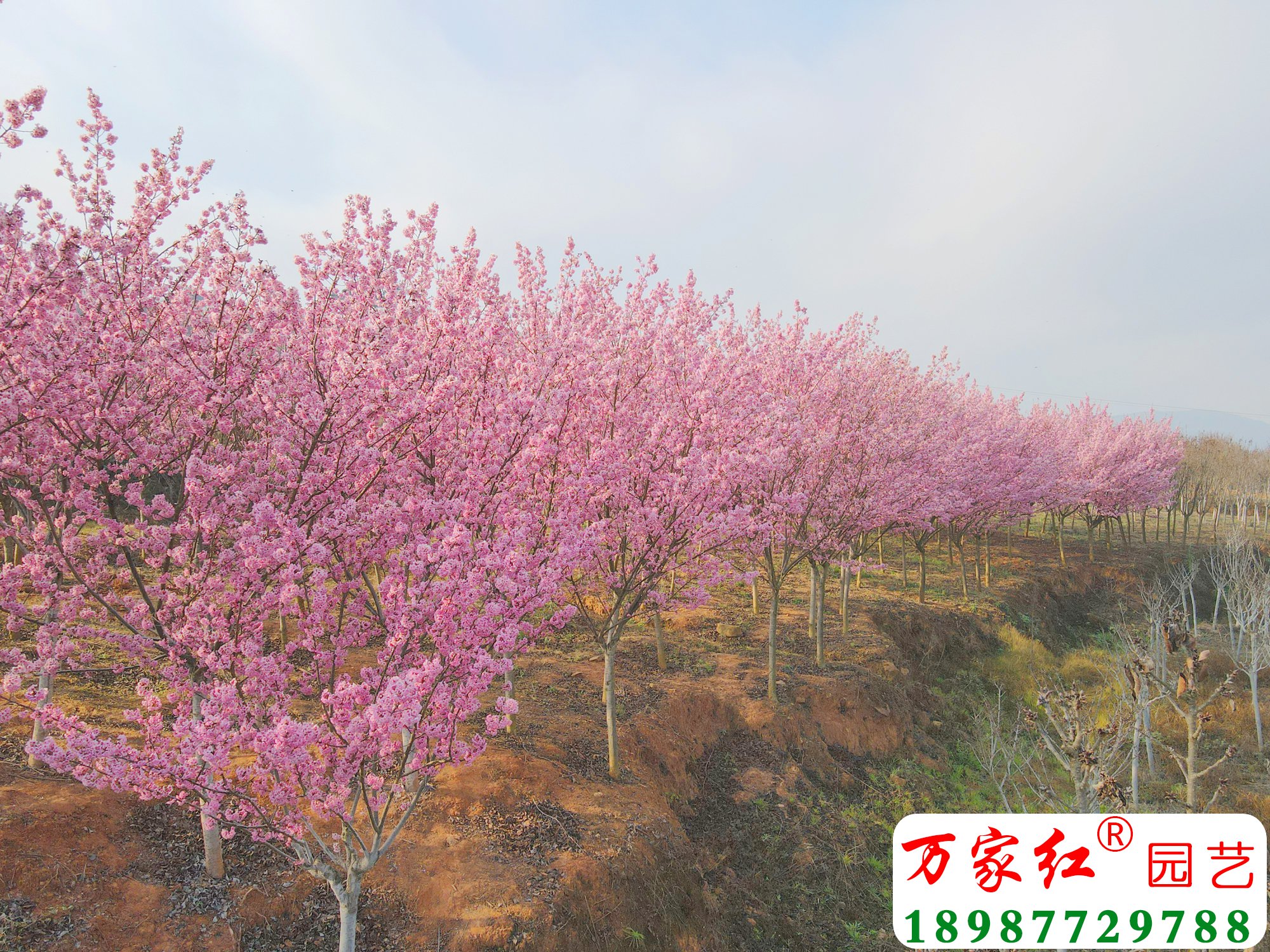 DJI_0093.jpg
