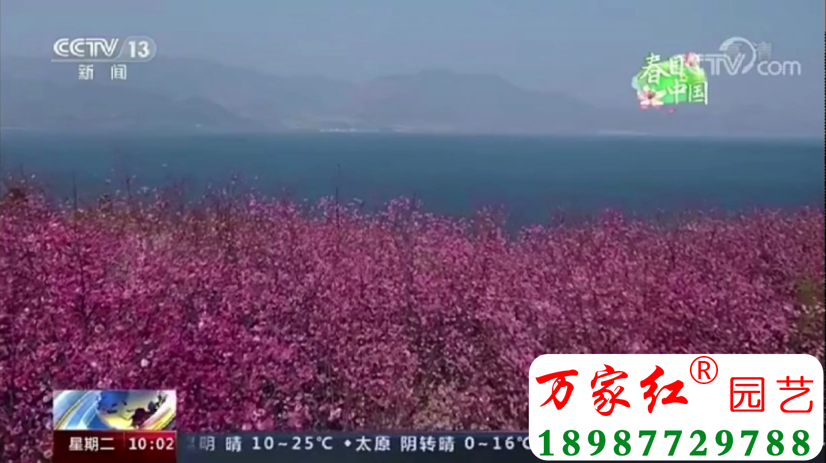 中央电视台直播我公司打造的抚仙湖世家樱花园开花景象